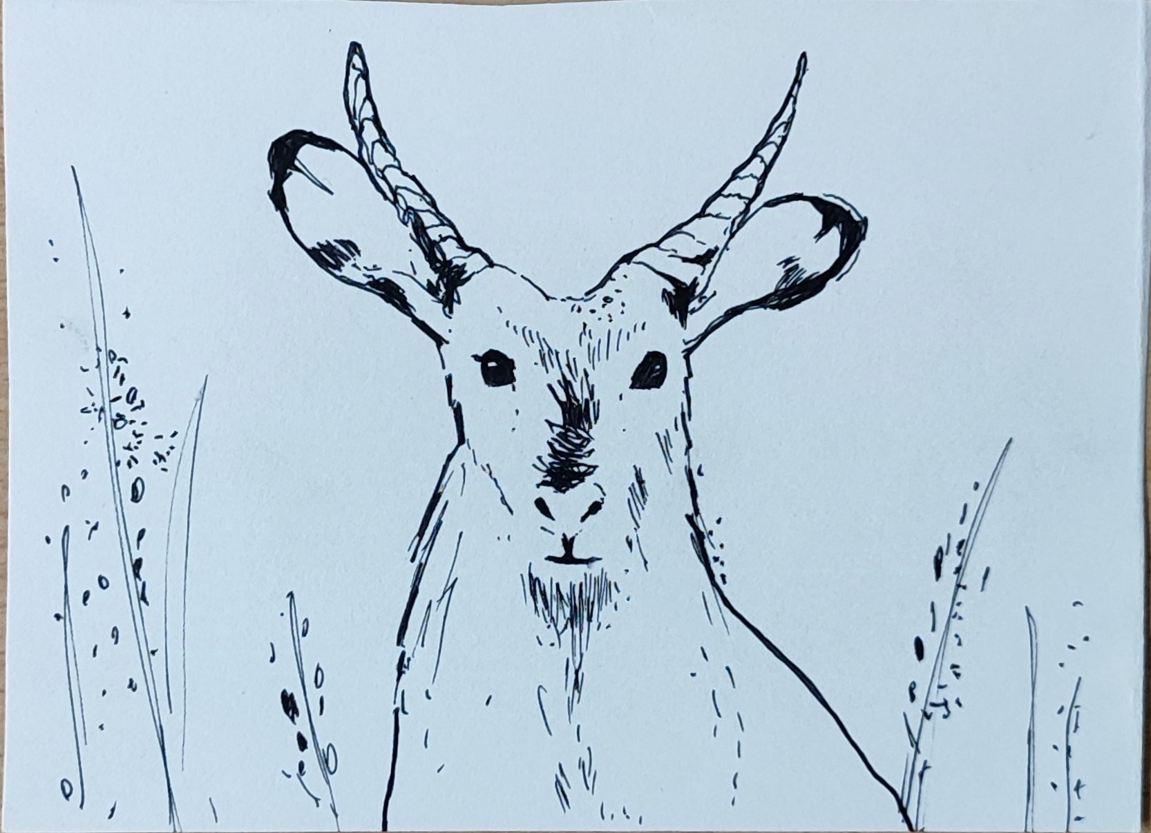 Chèvre dans un champ